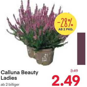 MPreis Calluna Beauty Ladies Angebot