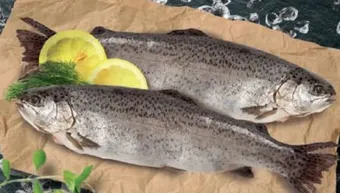 Lidl Forelle Angebot