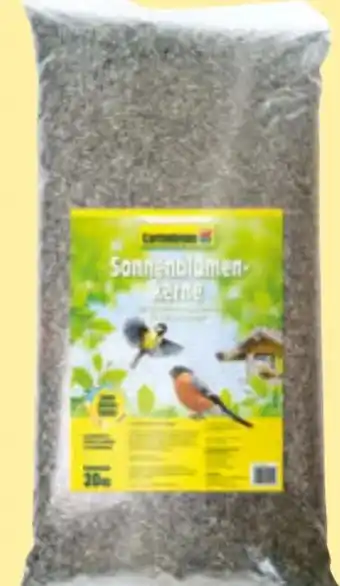 Hagebau Sonnenblumenkerne Angebot