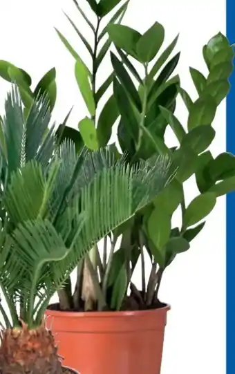 Lidl Exklusive palme Angebot