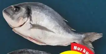 PENNY Goldbrasse Angebot