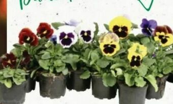 Bellaflora Stiefmütterchen Angebot
