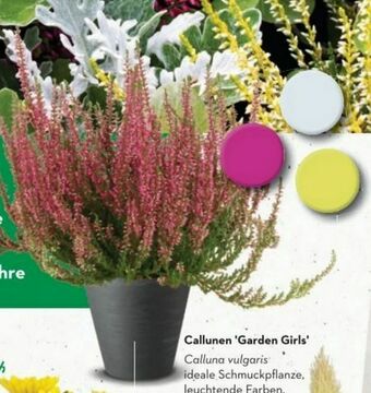 Bellaflora Callunen Garden Girls Angebot