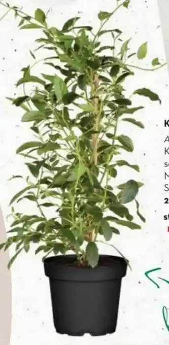 Bellaflora Kiwi Angebot
