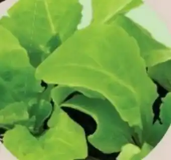 Salat