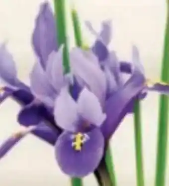 Bellaflora Iris Sapphire Beauty Angebot
