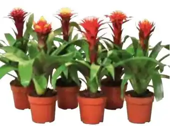 Hellweg Bromelien mix Angebot