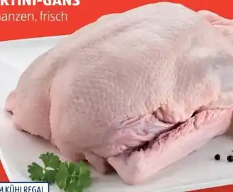 Hofer Martini gans Angebot
