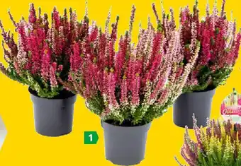 Lagerhaus Calluna Beauty Ladies Angebot