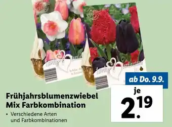 Lidl Frühjahrsblumenzwiebel Mix Farbkombination Angebot