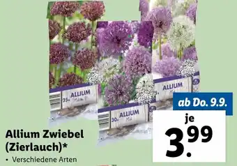Lidl Allium Zwiebel ( Zierlauch) Angebot