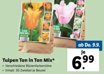 Lidl Tulpen Ton In Ton Mix Angebot