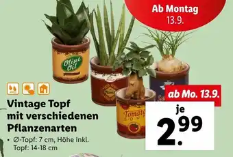Lidl Vintage Topf Mit Verschiedenen Pflanzenarten Angebot