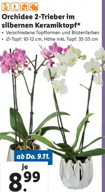 Lidl Orchidee 2-Trieber im silbernen Keramiktopf Angebot
