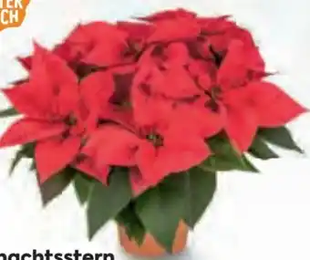 Billa Weihnachtsstern Angebot