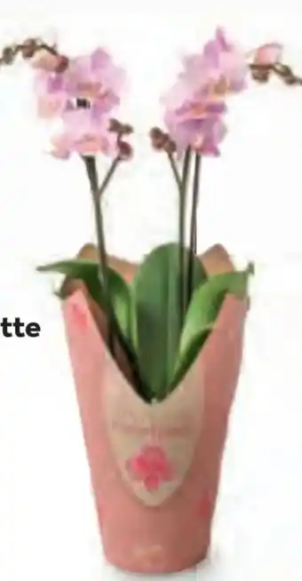 Billa Orchidee multiflora Angebot
