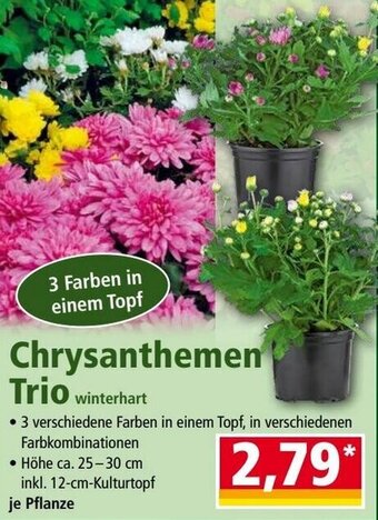 Norma Chrysanthemen Trio Angebot