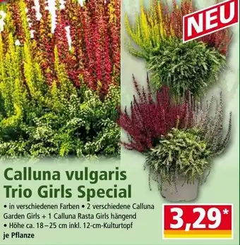 Norma Calluna Vulgaris Trio Girls Special Angebot