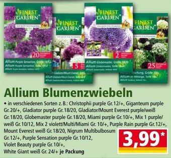 Norma Allium Blumenzwiebeln Angebot