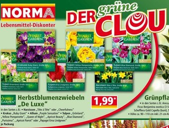 Norma Herbstblumenzwiebeln De Luxe Angebot