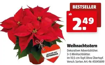 Hagebau Weihnachtsstern Angebot