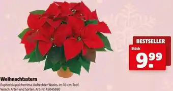 Hagebau Weihnachtsstern Angebot