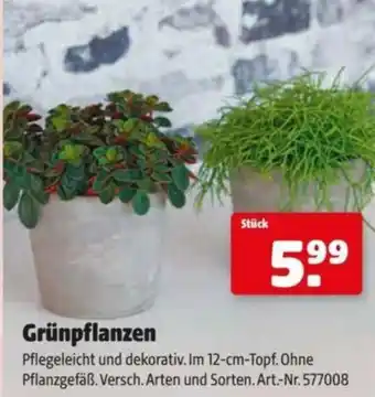 Hagebau Grünpflanzen Angebot