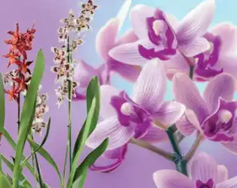 Lidl Premium orchidee Angebot