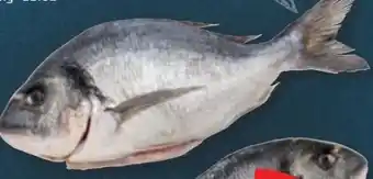 PENNY Goldbrasse Angebot