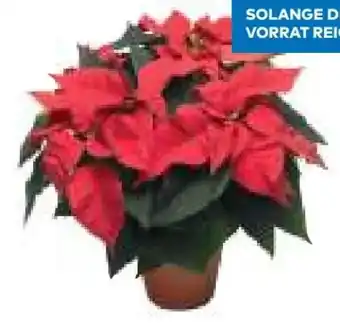 T&G Weihnachtsstern Angebot