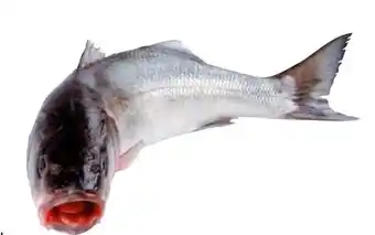 Transgourmet Wolfsbarsch Angebot