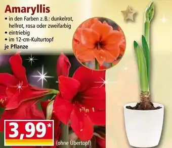 Norma Amaryllis Angebot