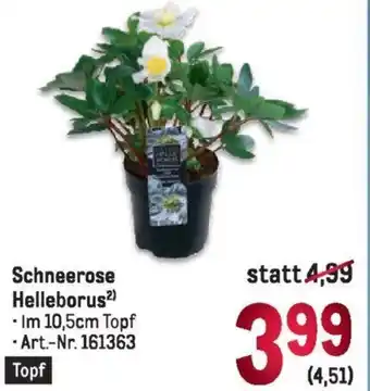 Metro Schneerose Helleborus2) - Im 10,5cm Topf -Art.-Nr. 161363 Angebot