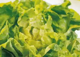 Spar Kopfsalat Angebot