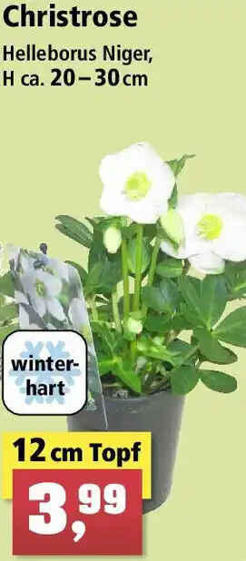 Thomas Philipps Christrose 12 cm Topf Angebot