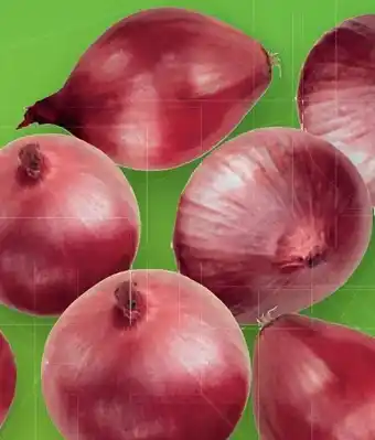 Lidl Zwiebeln Angebot