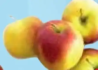 MPreis Äpfel Angebot