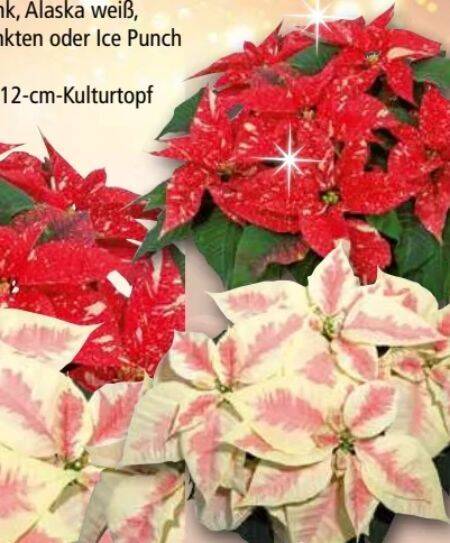 Norma Weihnachtsstern Angebot