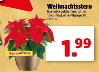 Liebmarkt Weihnachtsstern Angebot