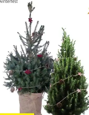 Hofer Geschmückter weihnachtsbaum Angebot