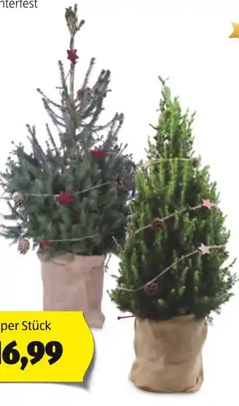 Hofer GESCHMÜCKTER WEIHNACHTSBAUM Angebot