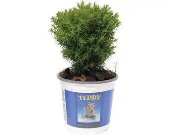 Hornbach Kuschel-lebensbaum floraself thuja occidentalis 'teddy' h 15-20 cm co 1,5 l Angebot
