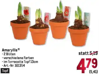 Metro Amaryllis Angebot