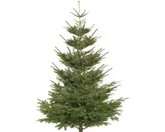 Hornbach Christbaum premium echte nordmanntanne höhe 210-250 cm geschlagen aus nachhaltigem anbau Angebot