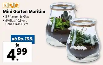 Lidl Mini Garten Maritim Angebot