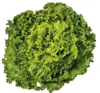 Transgourmet Lollo bionda Angebot