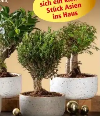 Norma Bonsai Angebot