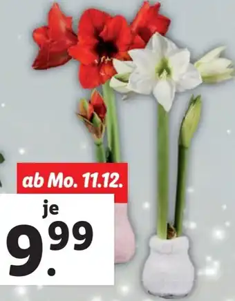 Lidl Amaryllis im Fashionz Cozy Socken Angebot