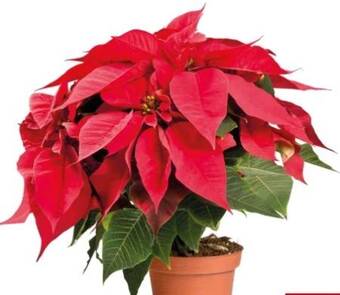 Interspar Weihnachtsstern Angebot