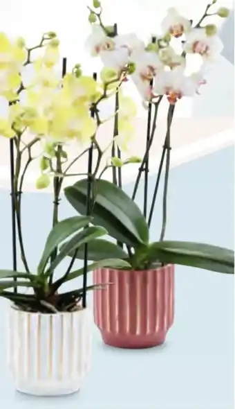 Hofer Orchidee 3-trieber Angebot